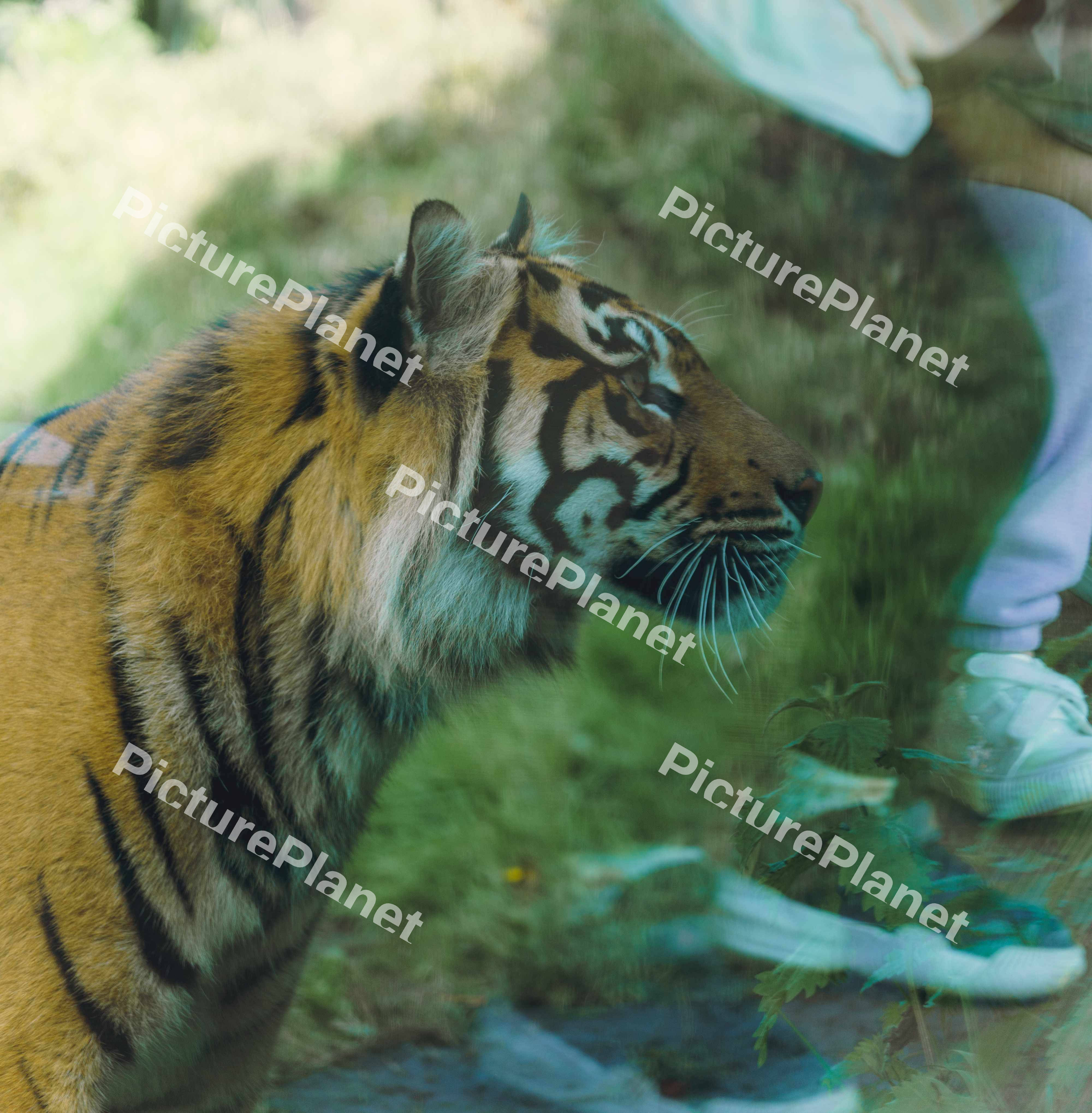 Tiger And Reflection